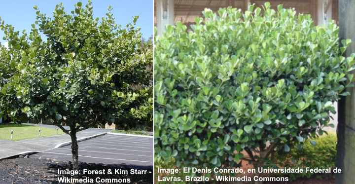 How to Trim Clusia Hedge  