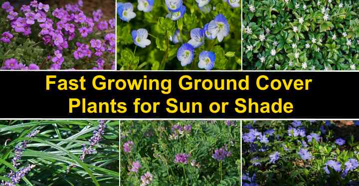 names of ground cover plants