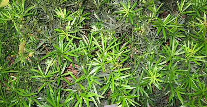 3 Live Plants Dense Evergreen Low Hedge or Bonsai Dwarf Podocarpus Macrophyllus Pringles 
