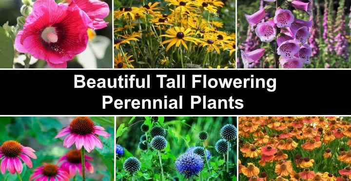 Tall Flowering Perennial Plants With Gorgeous Flowers Pictures