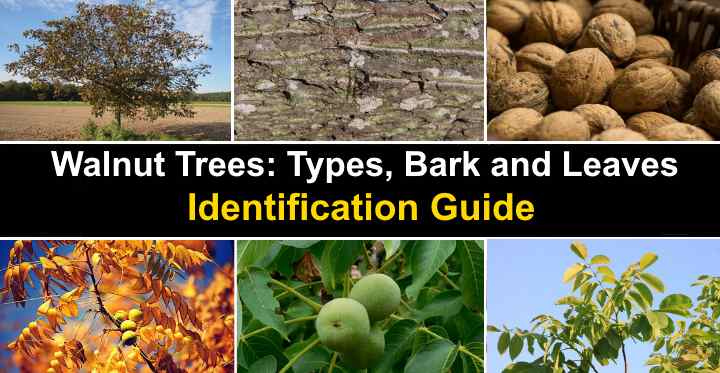 Walnut Trees Types Bark And Leaves Identification Pictures