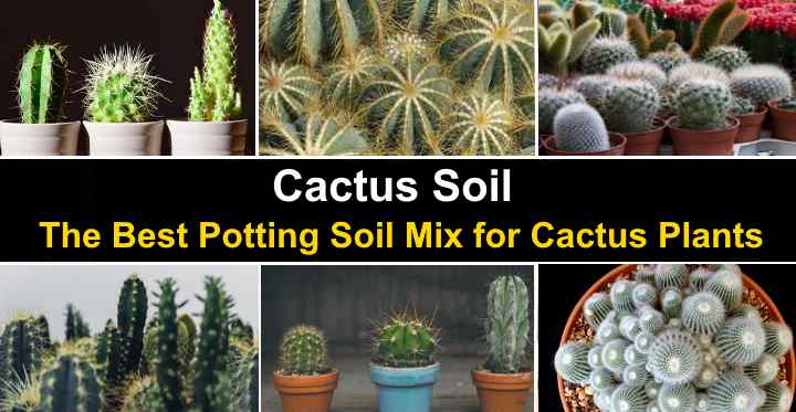Organic Succulent and Cactus Soil Mix Fast Draining Pre-Mixed Course Blend 