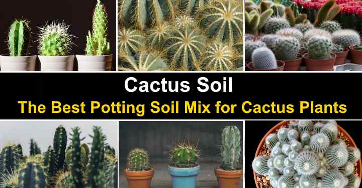 Cactus Soil - The Best Potting Soil Mix for Cactus Plants