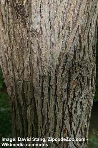 赤いニレ（Ulmus rubra）樹皮