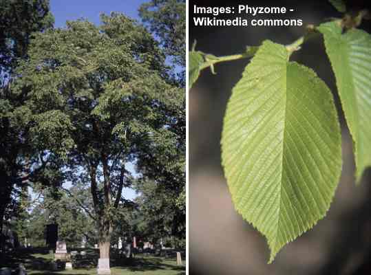Kluzký Jilm (Ulmus rubra) strom a listy