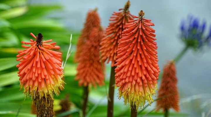 Red Hot Poker (Kniphofia)