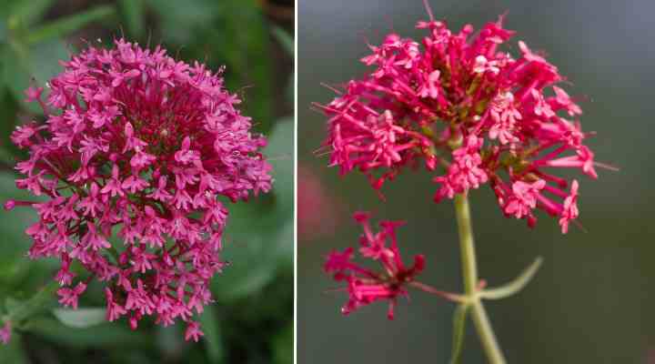 Red Valerian (Centranthus ruber)