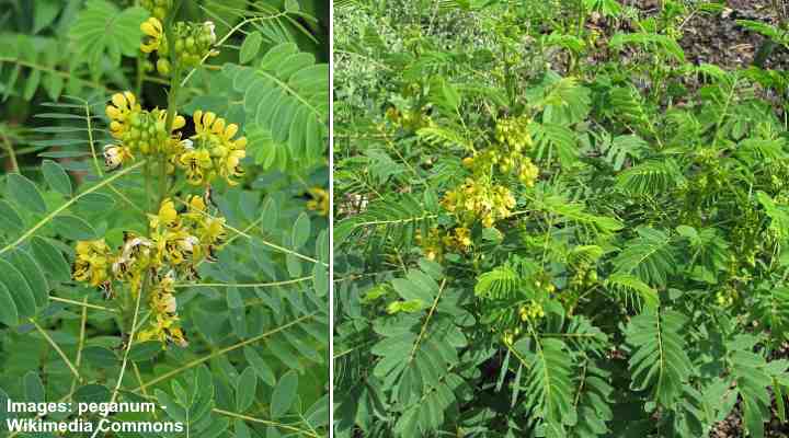 Wild senna (Senna hebecarpa)