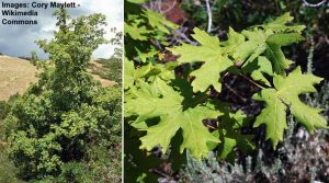 32 Maple Trees: Types, Leaves, Bark - Identification Guide (pictures)