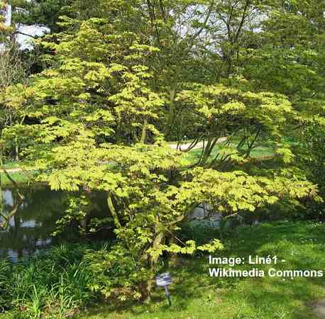 Fernleaf Full Moon Maple (Acer japonicum ‘Aconitifolium’)