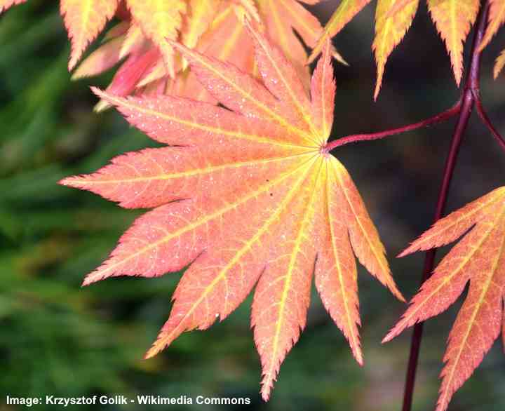 Foglie di Acer shirasawanum 'Autumn Moon''Autumn Moon' leaves