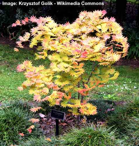 fullmoon maple tree acer shirasawanum 'autumn moon''Autumn Moon'