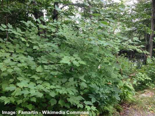 Types Of Small Maple Trees With Pictures Identification Guide   Acer Spicatum 