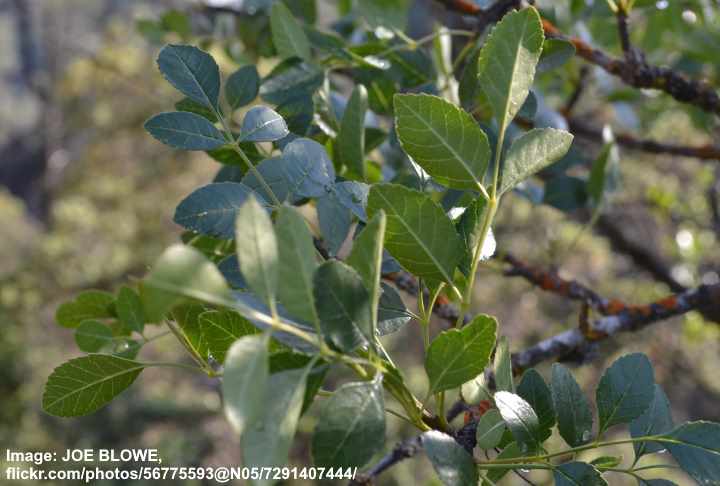 California Ash Tree (Fraxinus dipetala)