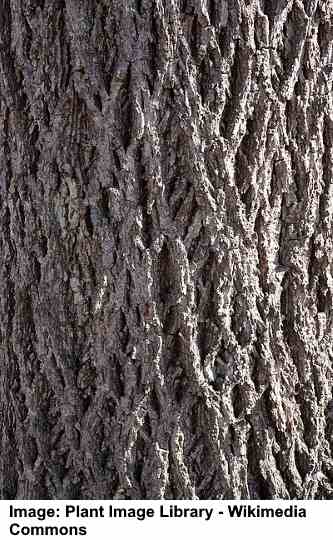 Roerdomp hickory Carya cordiformis bark