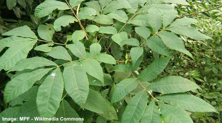 Bitternut hickoryn (Carya cordiformis) lehdet