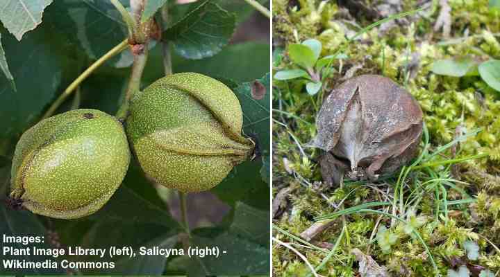Bitternut Hickory (Carya cordiformis) nuts
