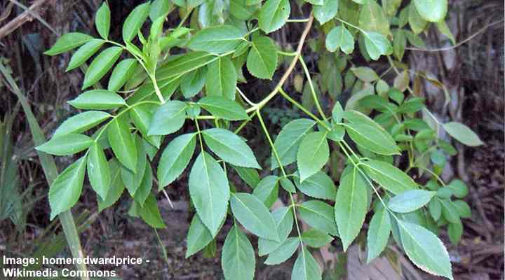 Scrub Hickory (Carya floridana) bladeren
