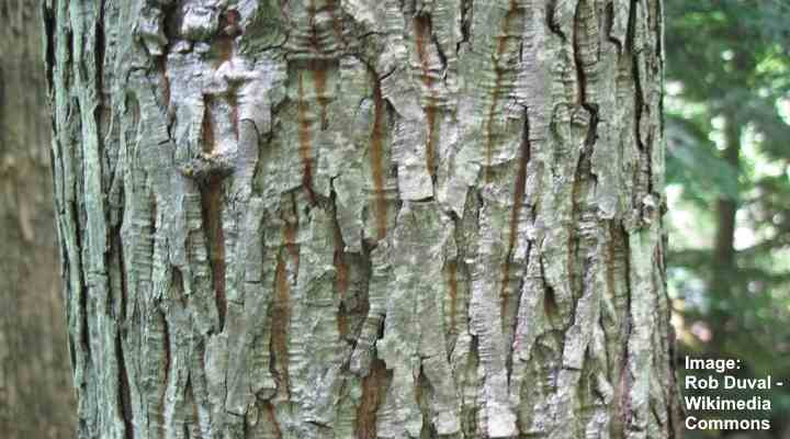 Pignut ou Preto Hickory (Carya glabra) casca