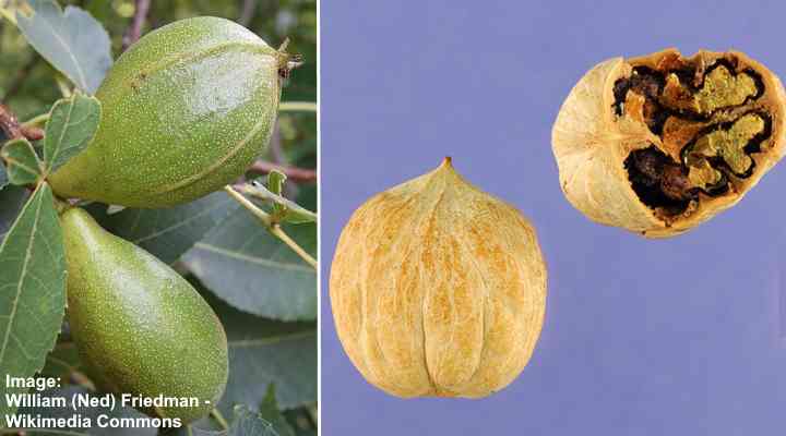 Caryer Pignut Carya glabra fruits et noix