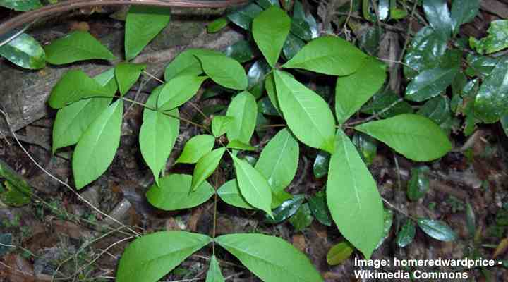liście Pignut lub czarnej Hickory (Carya glabra)