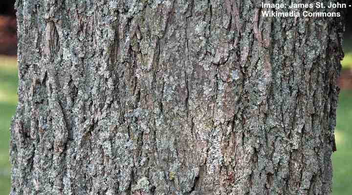 pecan tree Carya illinoinensis bark