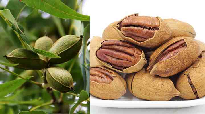 Carya illinoinensis fruit and nut