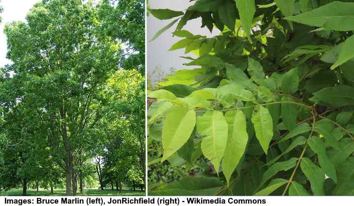 Pekannussbaum Carya illinoinensis Baum und Blätter