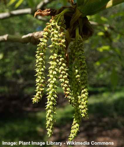 Chatons Carya laciniosa de fleurs mâles