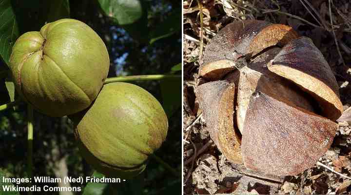 Carya laciniosa vruchten en noten