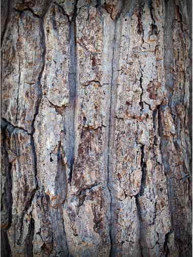 Carya laciniosa shellbark bark