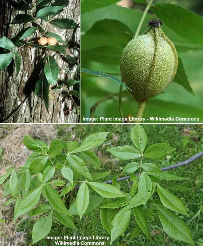 Muskatnuss Hickory Carya myristiciformis Rinde, Blätter, nuss