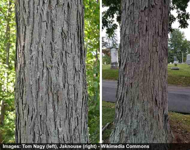 Hickory Trees Types Bark Leaves Nuts Pictures Identification