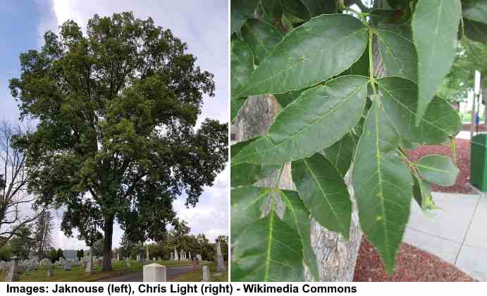 Červený bílý ořech (Carya ovalis) strom a listy