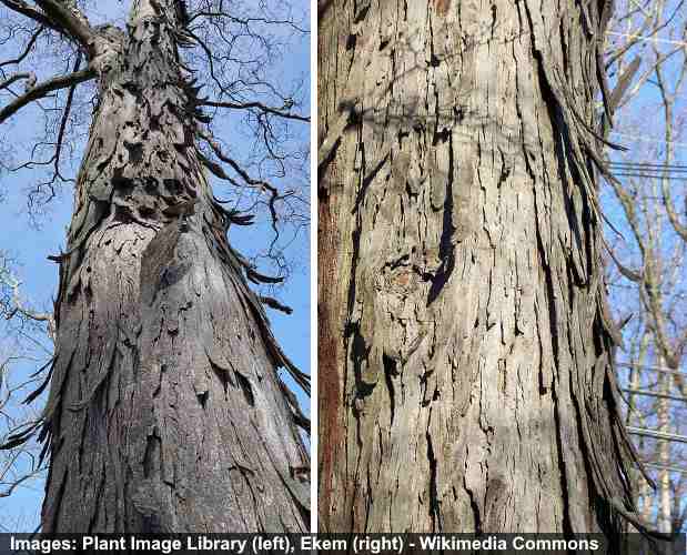 Shagbark hickory (Carya ovata) bark