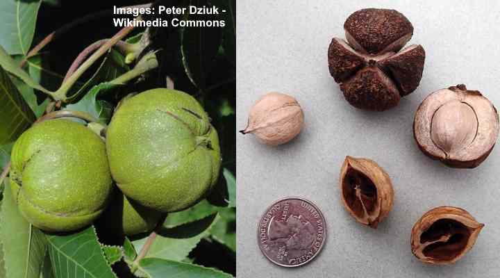 Shagbark Hickory (Carya ovata), ořechy