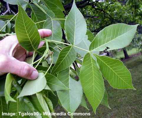 Shagbark hickory (Carya ovata) leaves