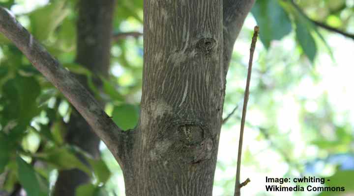 svart hickory Carya texana bark