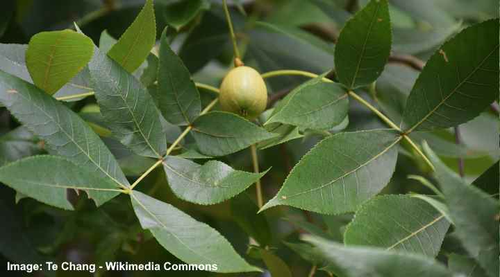 黒ヒッコリー（Carya texana）の葉