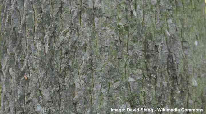 Mockernut hickory (Carya tomentosa) bark