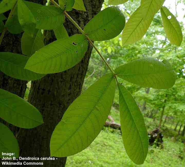 Mockernut Hickory (Carya tomentosa) Blätter