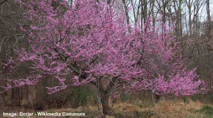 Types Of Redbud Trees Eastern Western Chinese Pictures