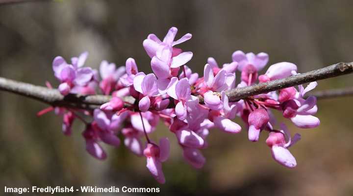 Eastern redbud Cercis canadensis flowers