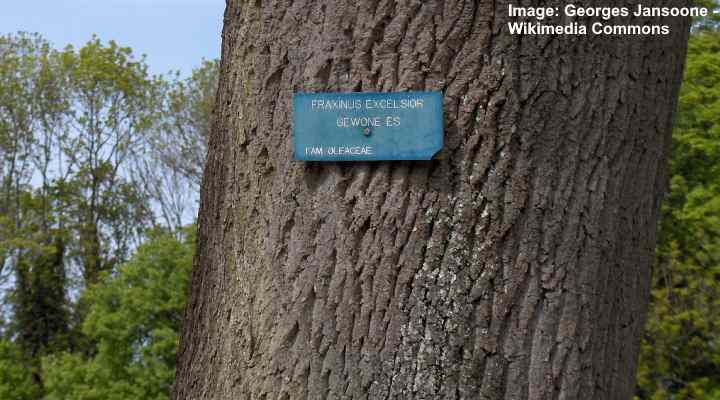 European ash tree (Fraxinus excelsior) bark