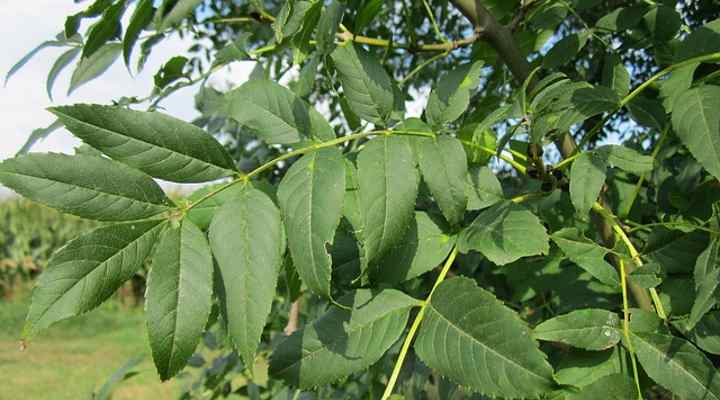 European ash (Fraxinus excelsior) leaves