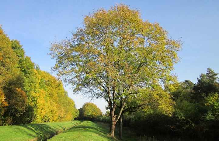 European Ash Tree (Fraxinus excelsior)