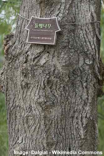 Manchurian Ash Tree (Fraxinus mandshurica) bark