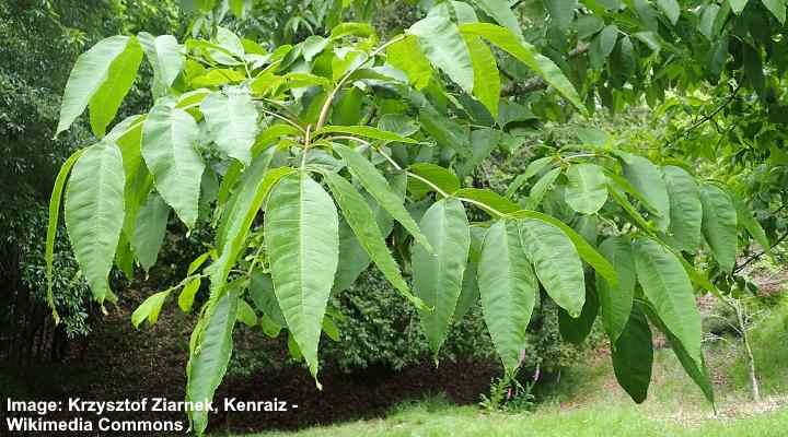 Fraxinus mandshurica leaves