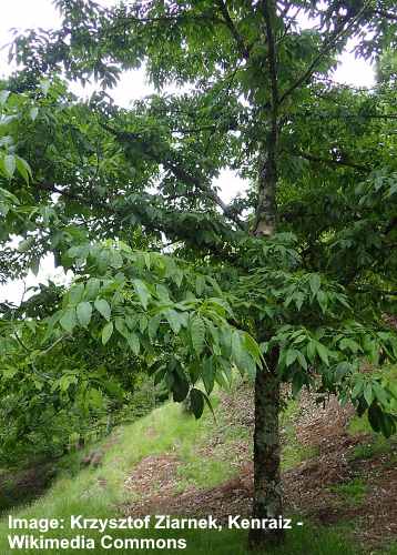 Manchurian Ash Tree (Fraxinus mandshurica)