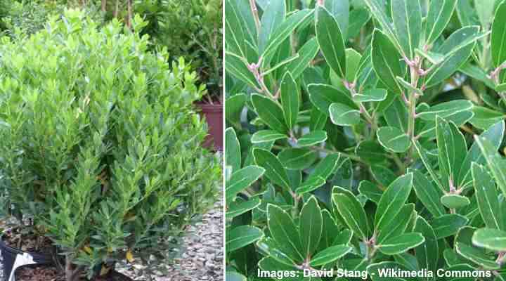 Inkberry Ilex glabra 'Shamrock'